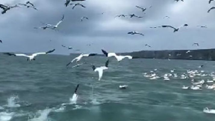 Show da natureza: Pássaros mergulham para pescar no mar e imagem viraliza