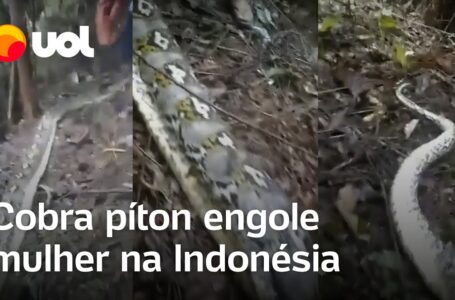Mulher é engolida por cobra píton de 9 metros e encontrada no estômago do bicho na Indonésia