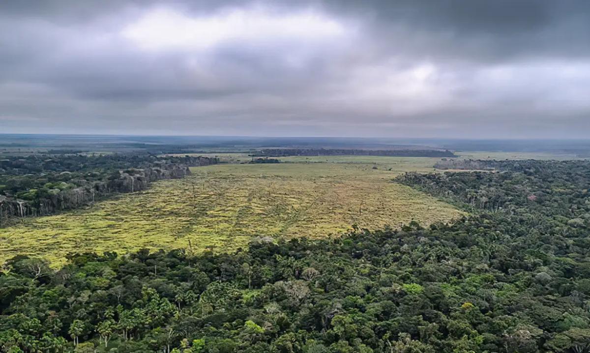 Petrobras e BNDES fazem parceria para restauração na Amazônia