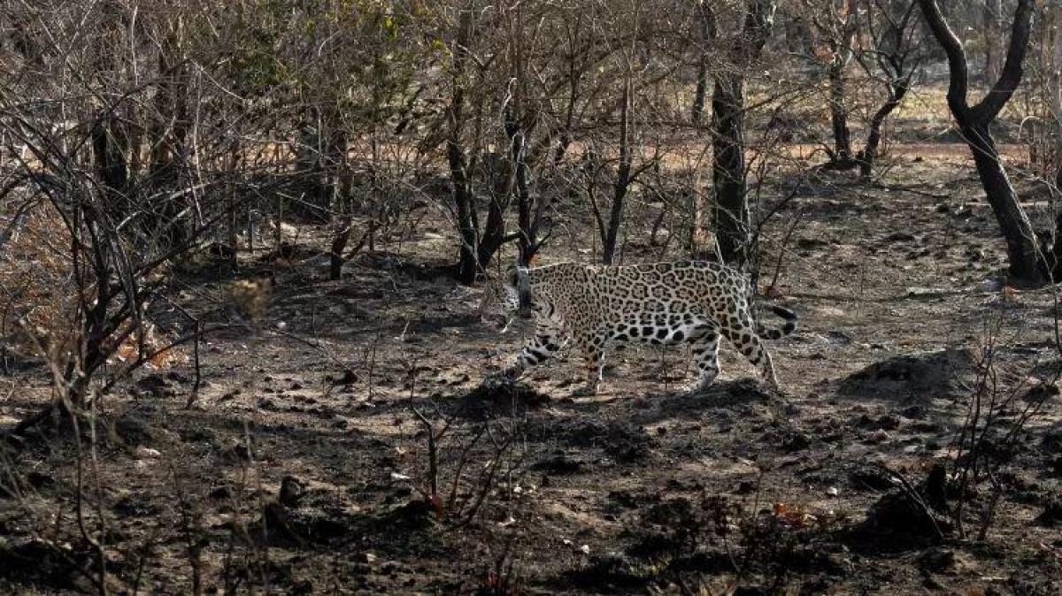 Ministro dá 15 dias para que Estado forneça dados sobre defesa do Pantanal e Amazônia