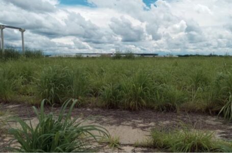 Meio Ambiente: Secretaria reforça fiscalização e notifica proprietários de terrenos onde há acúmulo de lixo