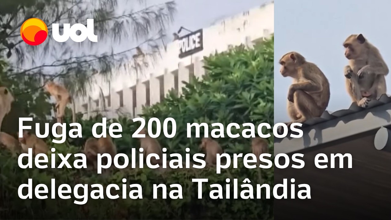 Fuga de 200 macacos deixa policiais presos em delegacia na Tailândia; veja