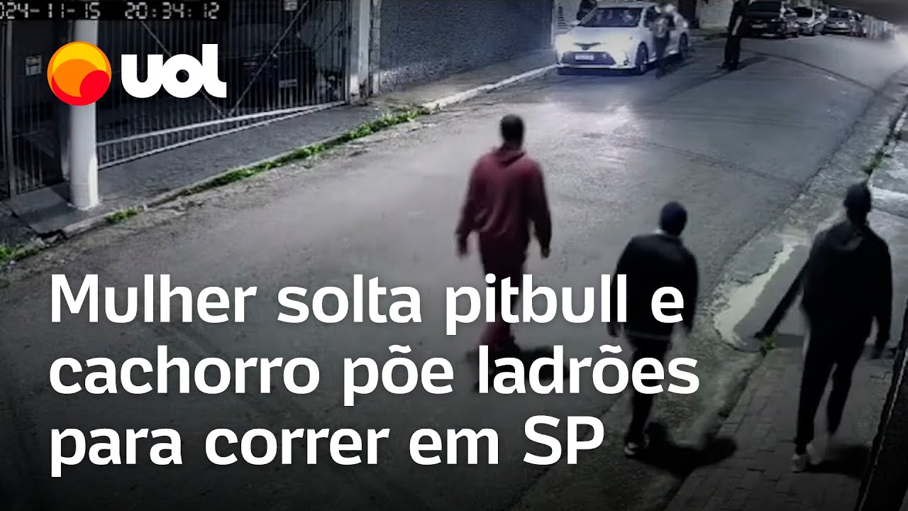 Pitbull expulsa ladrões após mulher soltá-lo para tentar impedir assalto em SP