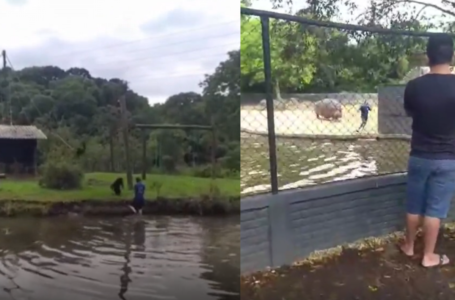 Homem é perseguido por hipopótamo após invadir área restrita em zoológico; veja