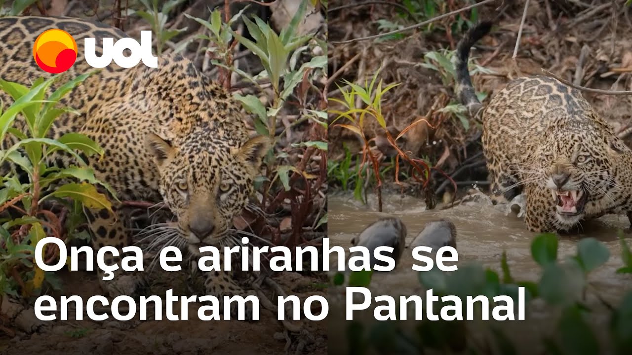 Fotógrafo grava encontro e ‘confronto’ de onça com ariranhas no Pantanal; veja o vídeo