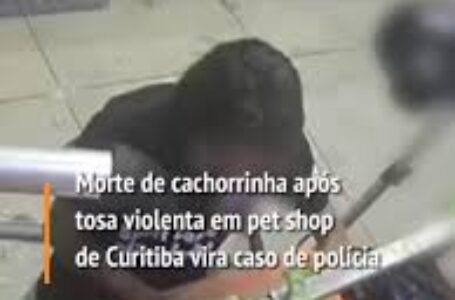 Cachorrinha de 15 anos morre após ser agredida em pet shop de Curitiba; veja